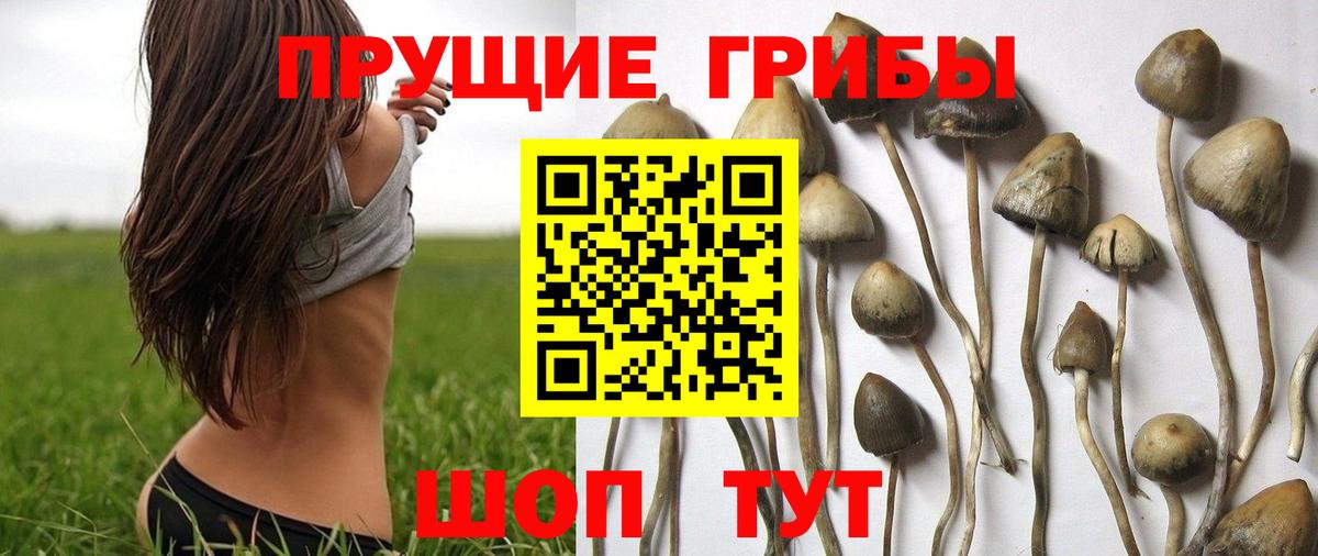 Кулебаки  Галлюциногенные грибы прущие грибы  Вход с VPN 